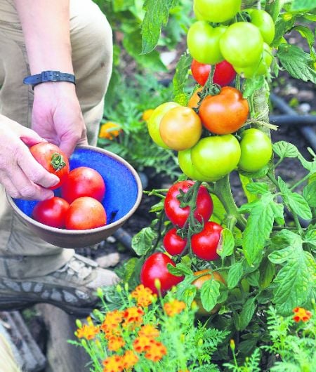 August gardens offer a fantastic variety of vegetables Image