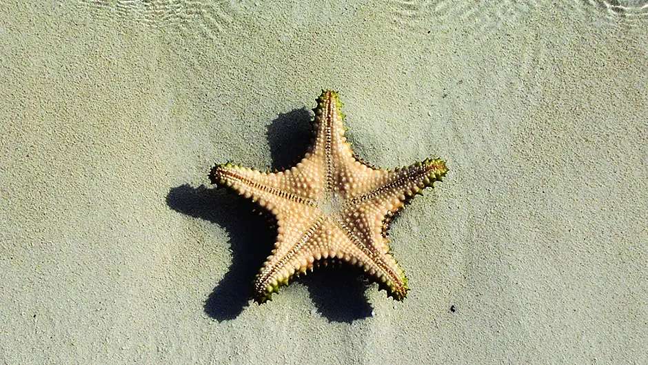 The secret lives of starfish Image