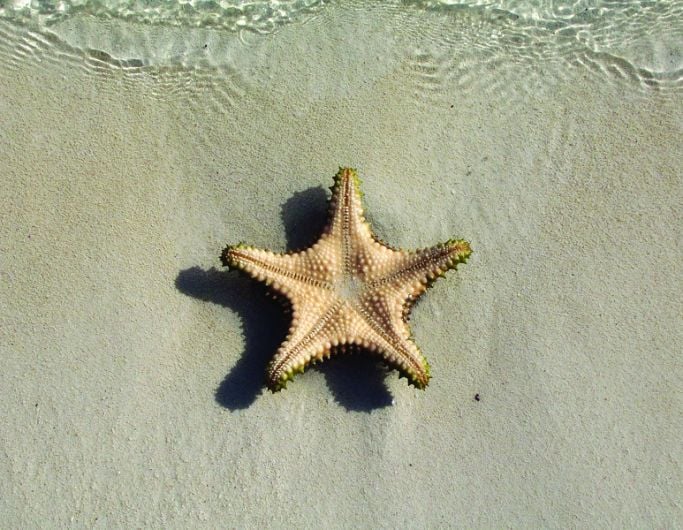 The secret lives of starfish Image
