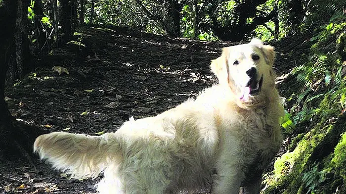 Happy ending as Ryan's buddy ‘Quinlan' is found safe and well Image