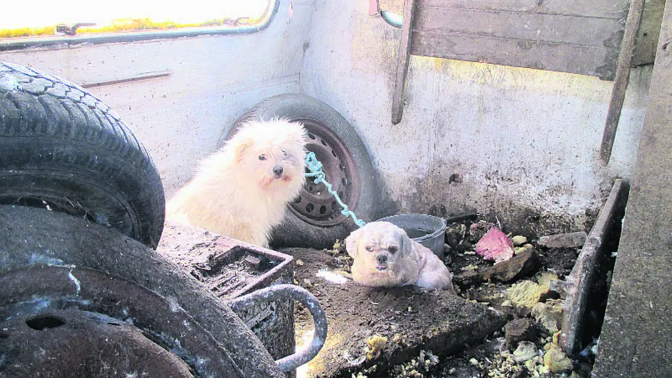 Dogs were found ‘living in squalor' in caravans Image