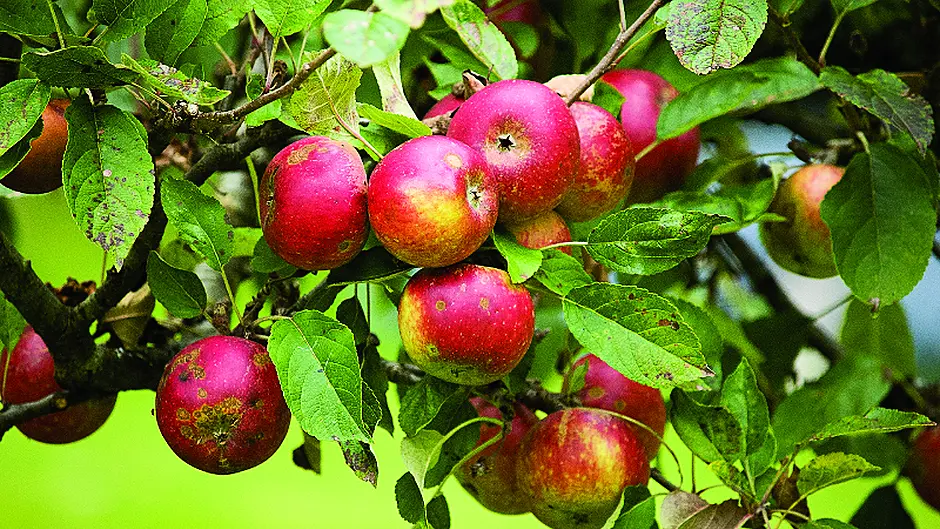 A good autumn helps winter crops Image
