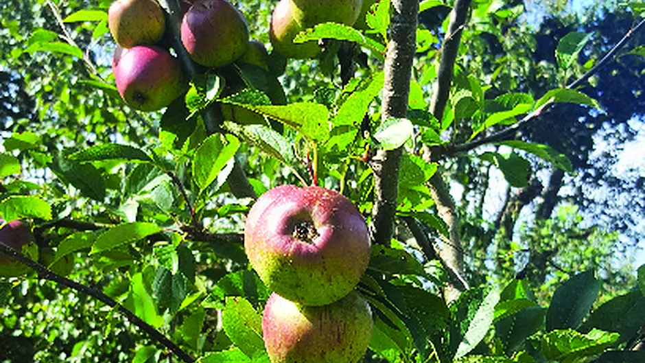 Apple tree revered through the ages Image