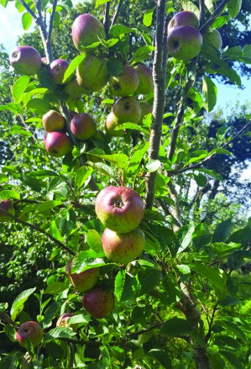 Apple tree revered through the ages Image