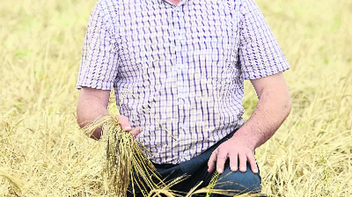 Farmer facing €10,000 loss on ruined crop Image