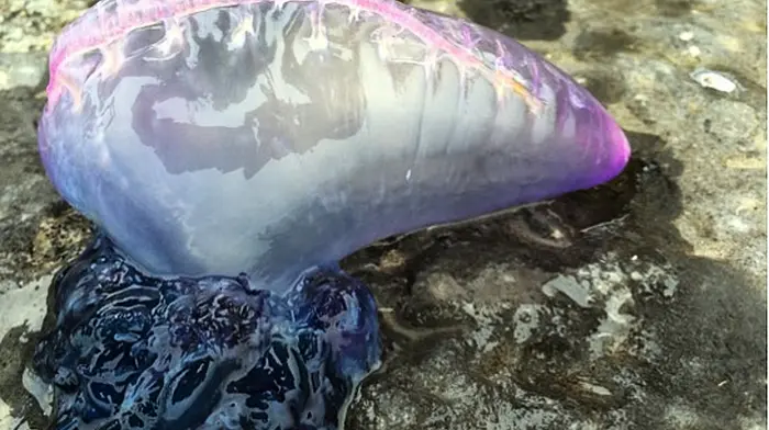 Warning as Saturday's new moon may bring more dangerous jellyfish to West Cork Image