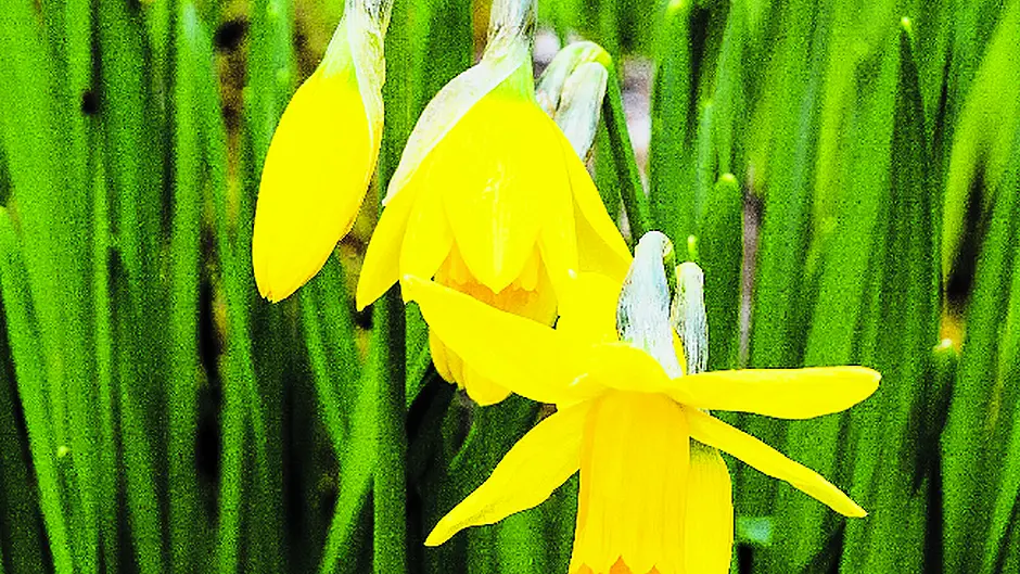 Early growth may yet be hindered by cold weather Image