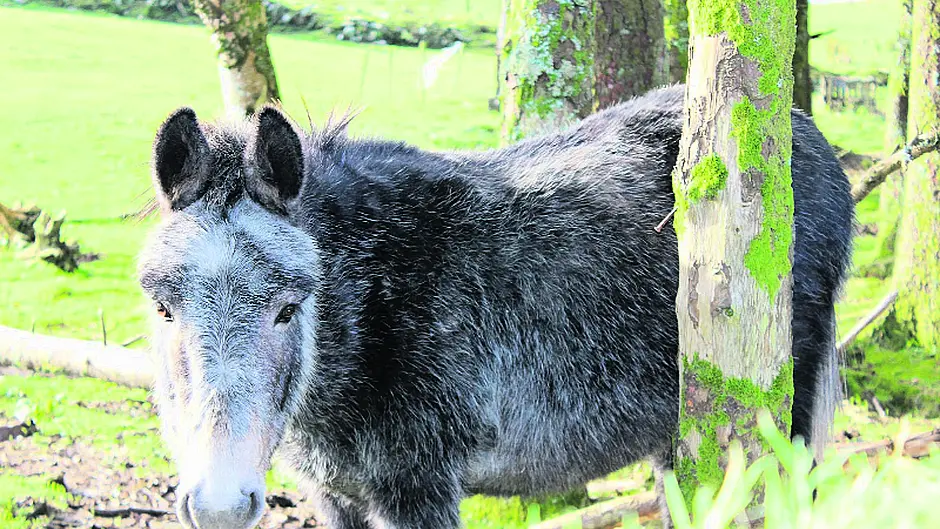 Elderly couple's seven donkeys taken into care of Sanctuary Image