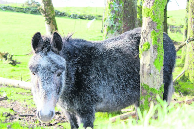 Elderly couple's seven donkeys taken into care of Sanctuary Image