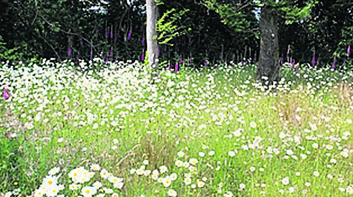 Bantry may get an ‘eco' woodland burial site Image