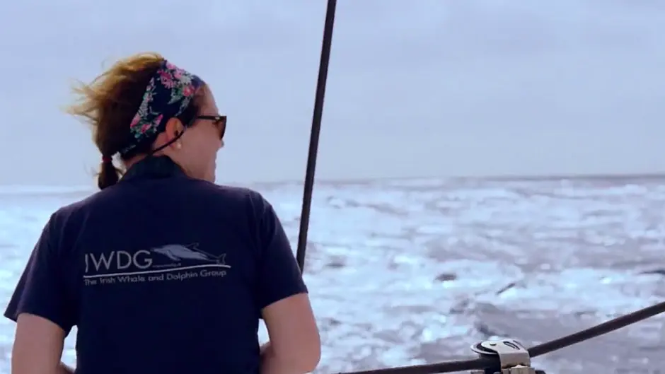 Cape Clear features in humpback whales movie Image