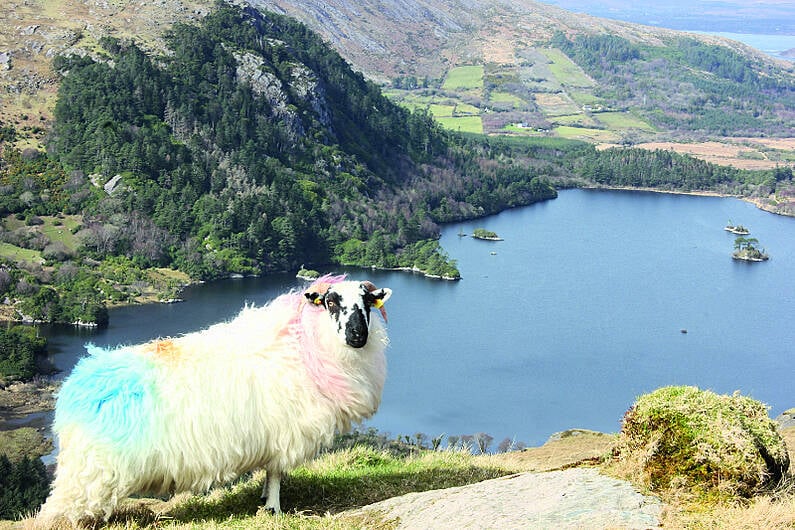 Marie's perfect ewe view is Picture of the Year Image