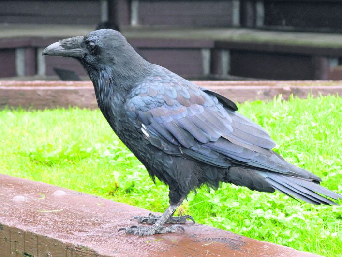 The raven is the biggest type of crow Image