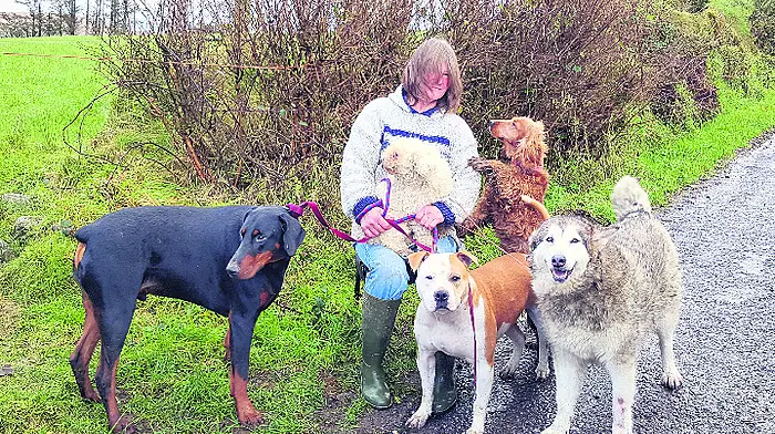 Anita appeals for help to build her Ballydehob rescue centre Image