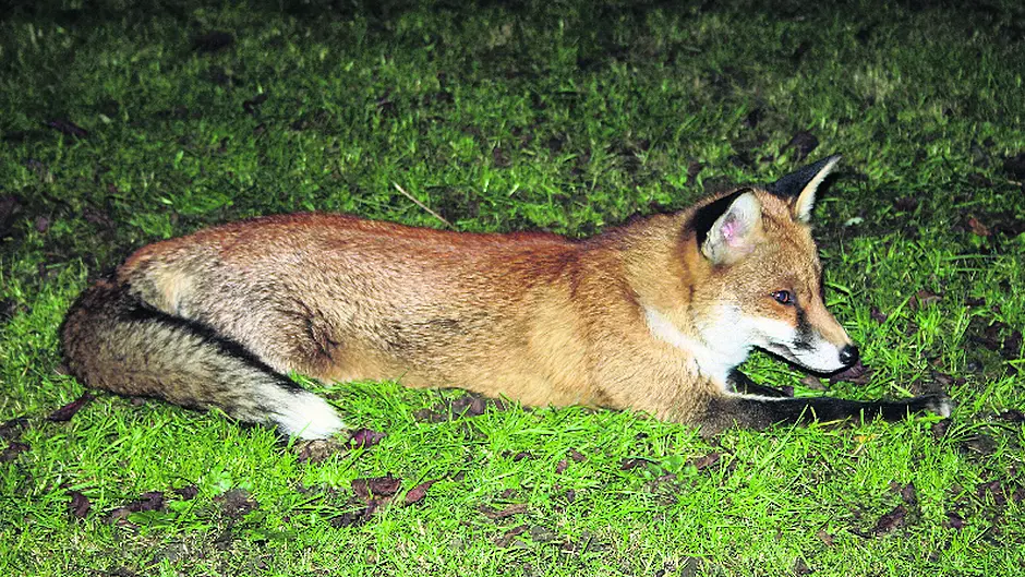 Adaptabilty  is key to the fox's success Image