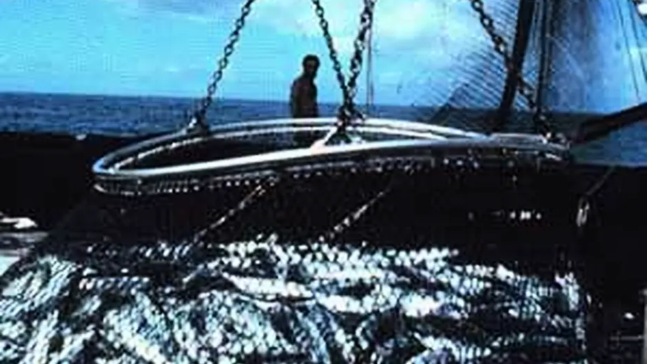 Penalty points scheme for fishermen in chaos Image