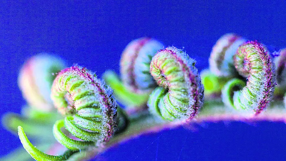 Bringing ferns to the fore Image