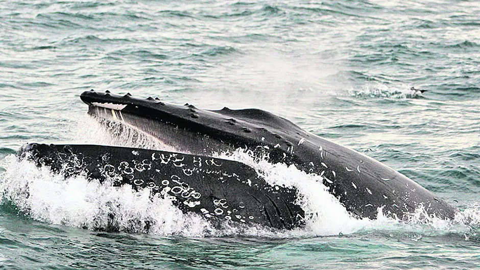 Whale Trail could add to tourism  offering Image