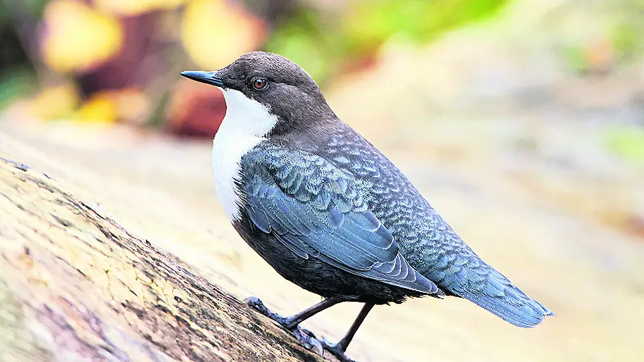 The distinctive dipper is rarely seen Image