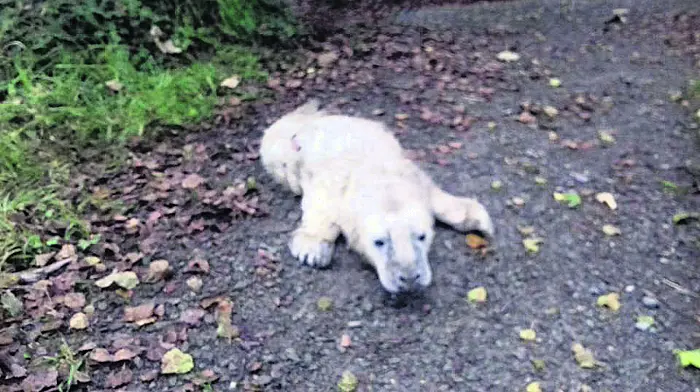 Seal pup was barking up the right tree Image