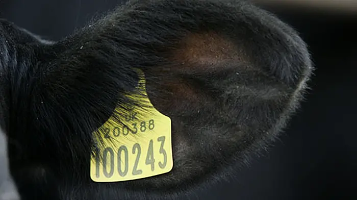 Changes to ear tagging raise a few eyebrows Image