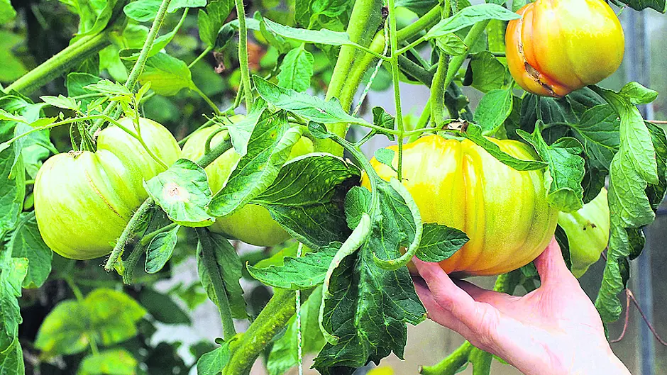 Take care to avoid frost damage Image