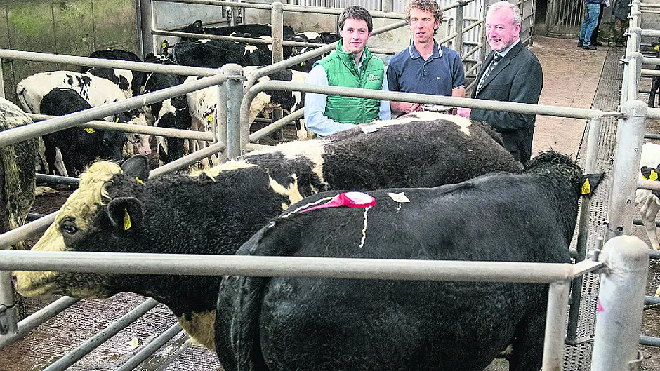 Quality cattle on show in Bandon Image