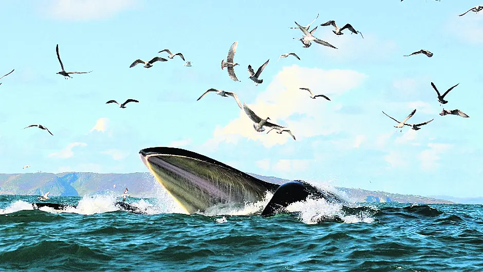 Snap! Two great fishy tales landed in West Cork Image