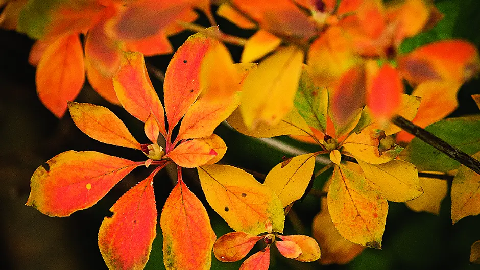 Act now to boost autumn colour Image
