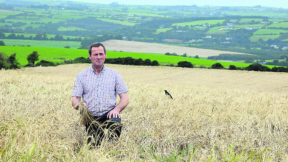 To sow or not to sow – the dilemma  facing West Cork tillage farmers Image