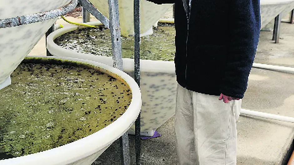 Sea urchin hatchery up for sale as John seeks calmer waters Image