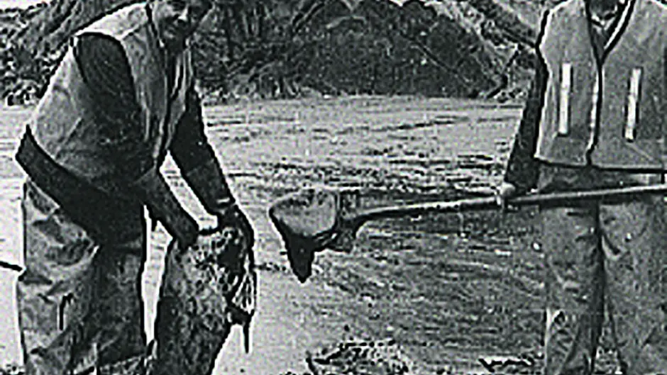The herring spawning grounds are still recovering Image