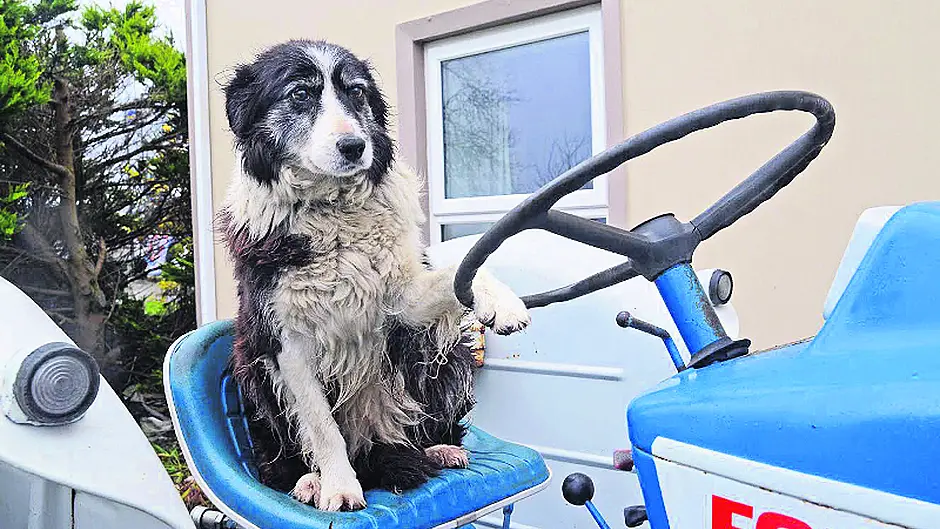 Tractor-loving sheepdog Tippy found her forever home through a Star ad! Image