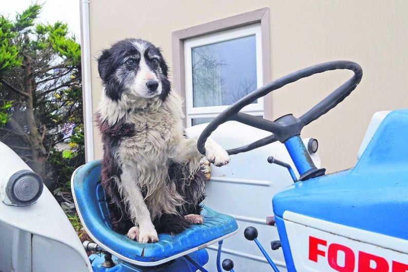Tractor-loving sheepdog Tippy found her forever home through a Star ad! Image
