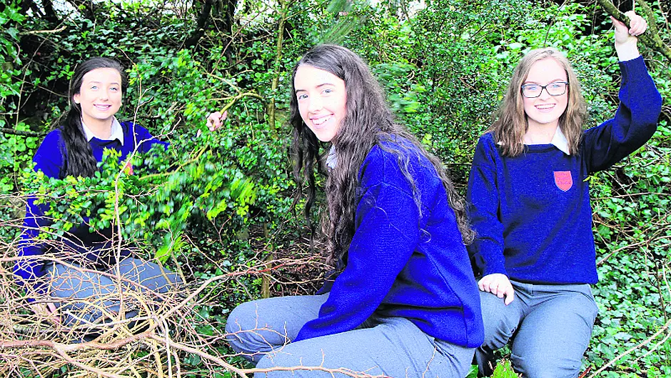 Beara ‘ticks' blamed for high Lyme disease rates Image