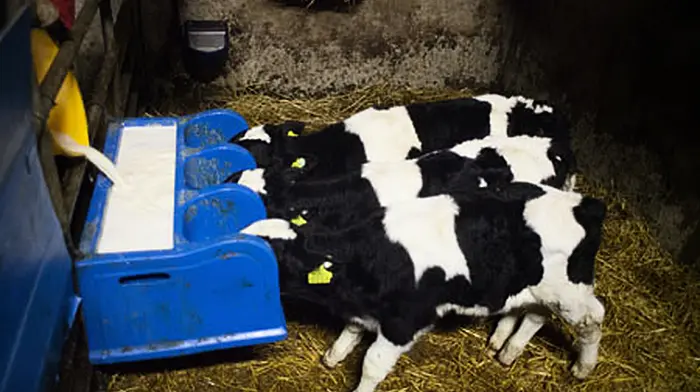 Calves stolen from three farms Image