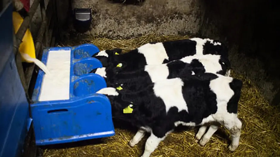 Calves stolen from three farms Image