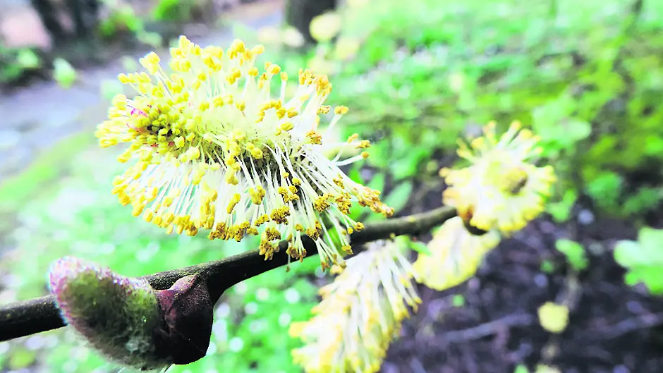 The humble willow has many qualities Image