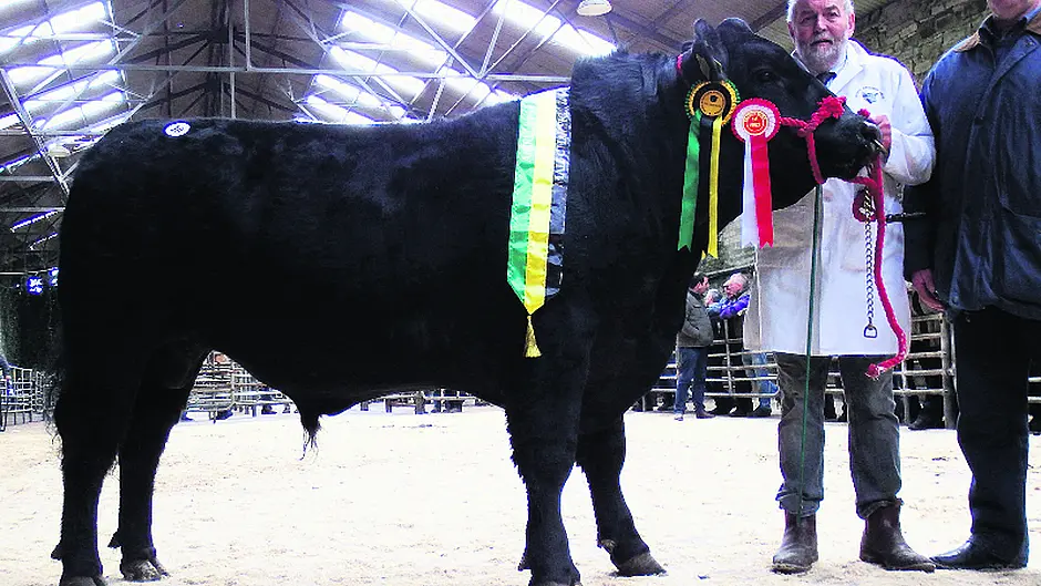 Top bull makes €3,600 in Bandon Image
