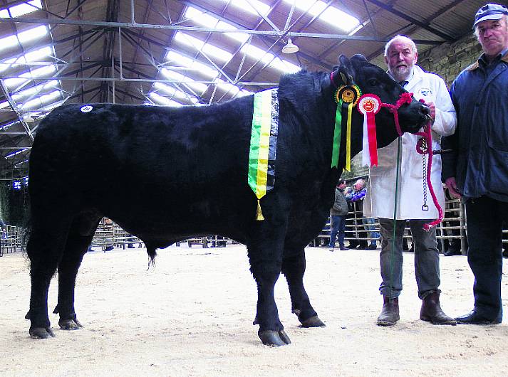 Top bull makes €3,600 in Bandon Image