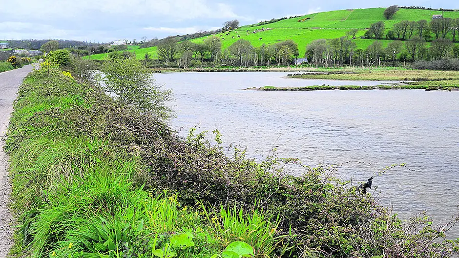 Why we should be shouting about Clonakilty's incredible wetlands Image