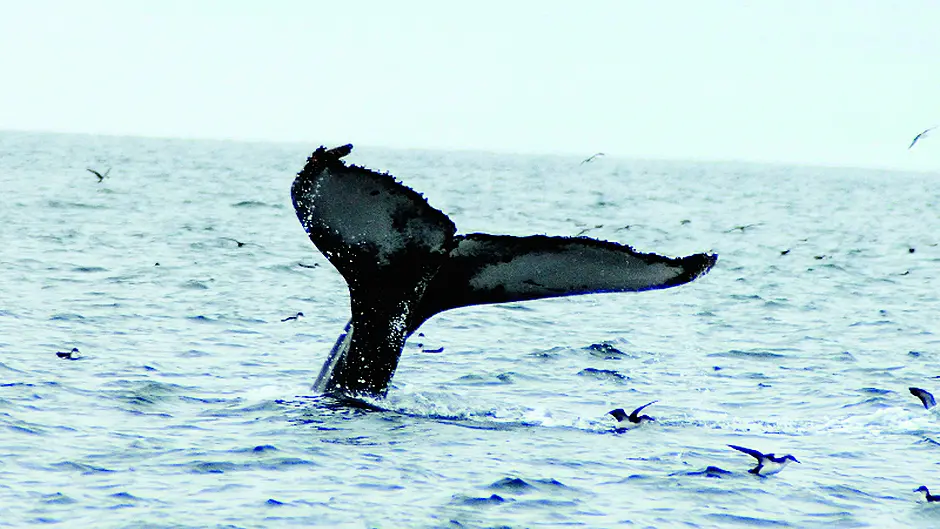 Fishy tales abound as the waters warm up Image