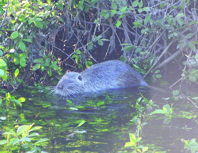 ‘Giant rat-like' coypu spotted in West Cork village Image