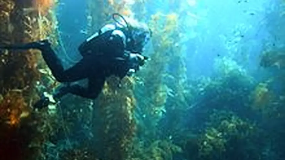 Collins raises Bantry Bay seaweed licence in Dáil Image