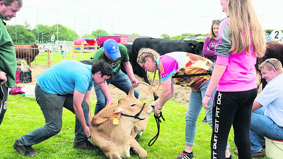 Tiger Lilly steals the show in Barryroe Image