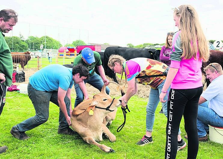 Tiger Lilly steals the show in Barryroe Image