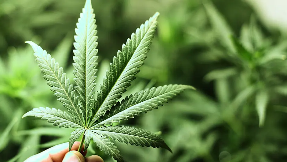 Man with cannabis worth €3,400 is ‘misguided' about drugs, says judge Image