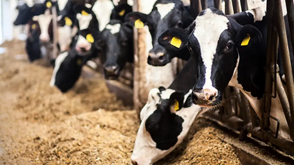 Teagasc seeing strong growth for dairy farms Image