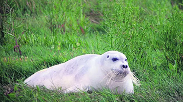 Arctic bearded seal seen at Timoleague petrol station Image