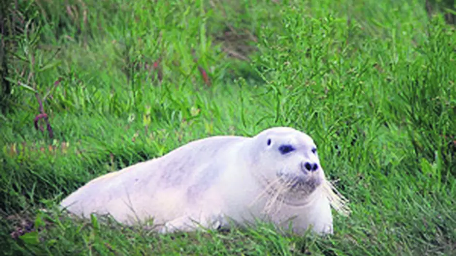Arctic bearded seal seen at Timoleague petrol station Image